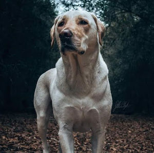 Meet your Posher, Seth